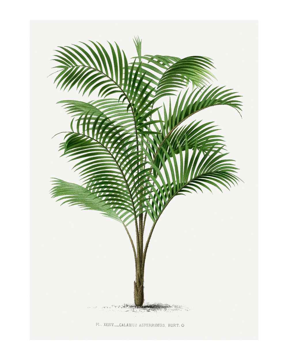 Palm tree art print, vintage illustration, remixed from our own original copy of Les Palmiers Histoire Iconographique…