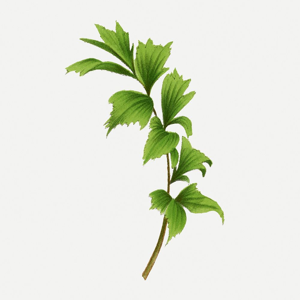 Palm leaf sticker, green botanical illustration, psd collage element
