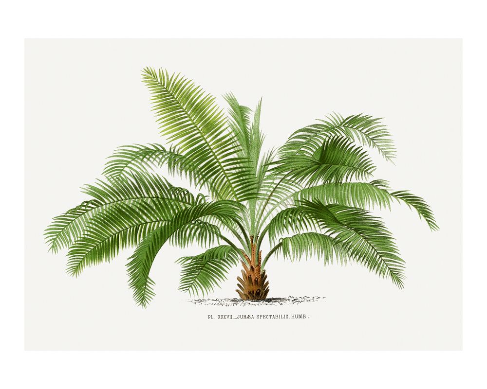 Palm tree art print, vintage illustration, remixed from our own original copy of Les Palmiers Histoire Iconographique…