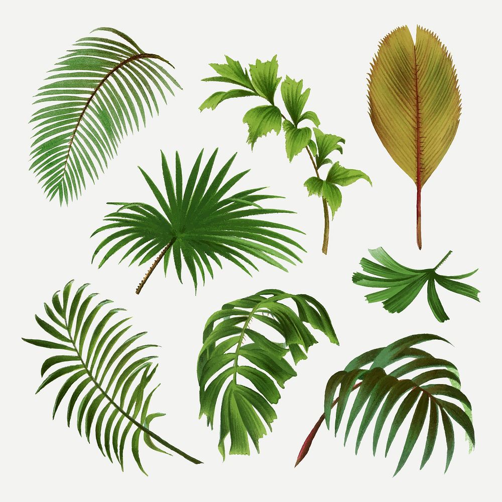 Palm leaf clip art, aesthetic botanical illustration in green, vector collage element set