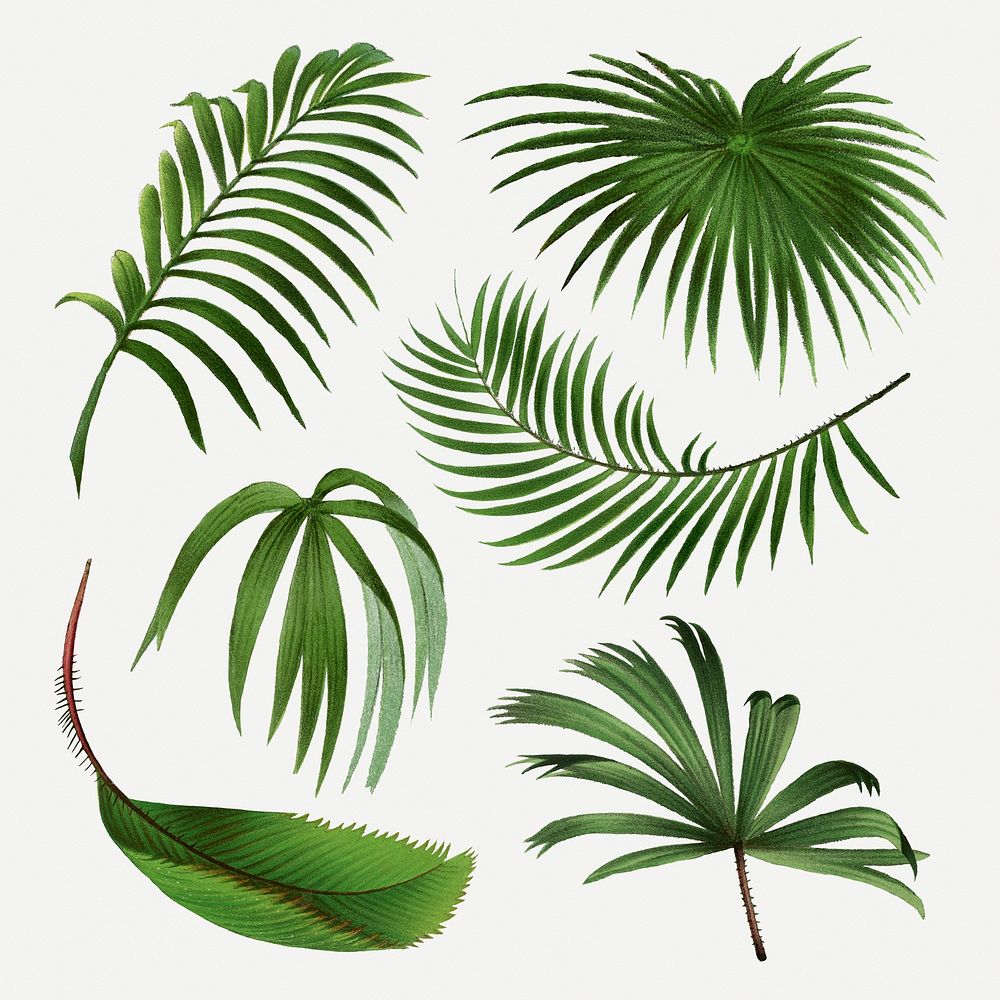 Palm leaf clip art, aesthetic botanical illustration in green, psd collage element set