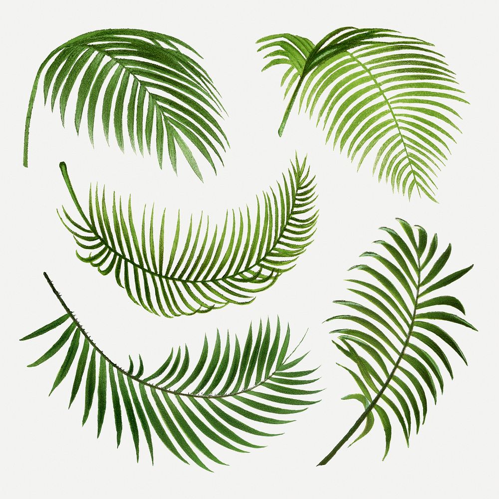 Palm leaf clip art, aesthetic botanical illustration in green, psd collage element set