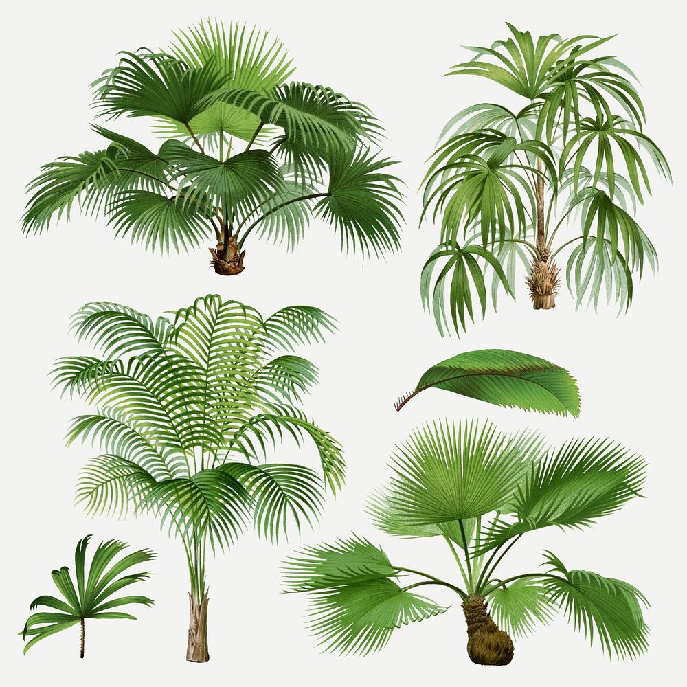 Vintage palm tree set, aesthetic botanical illustration, psd collage elements