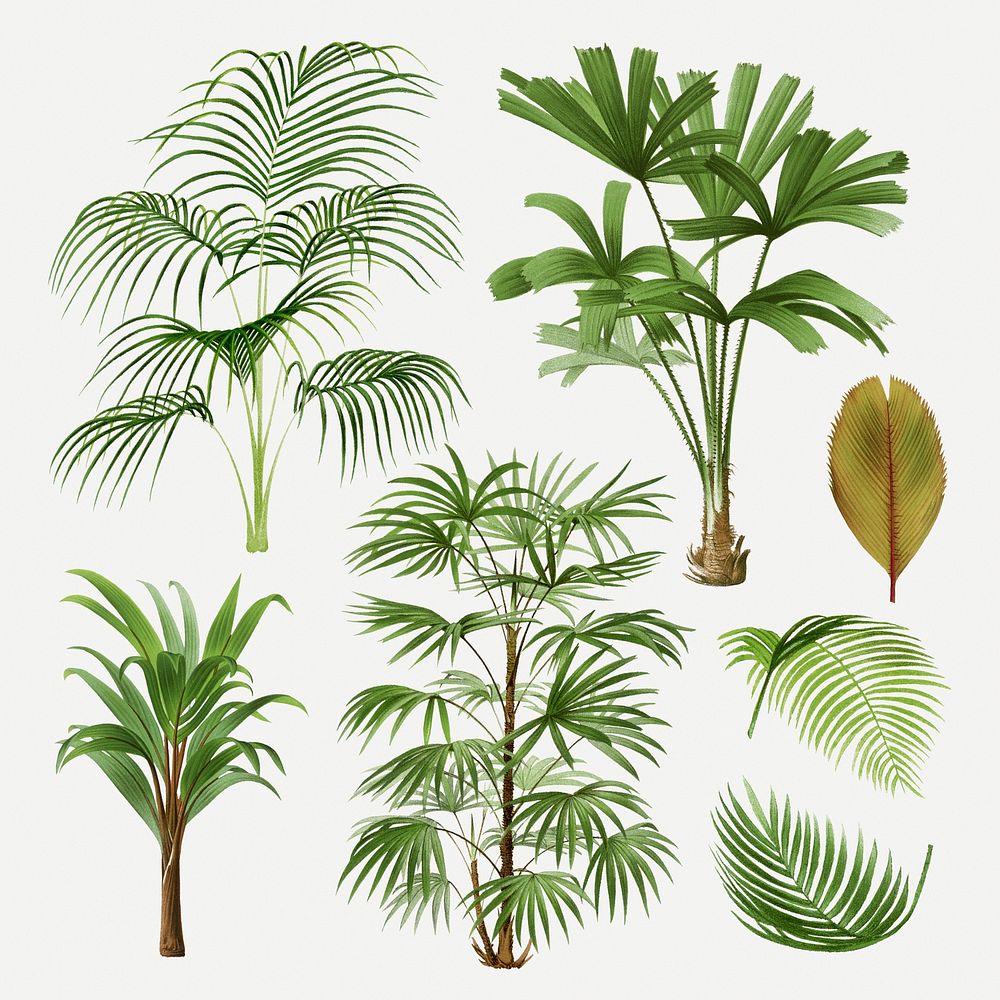 Palm tree set, vintage botanical illustration, psd collage elements