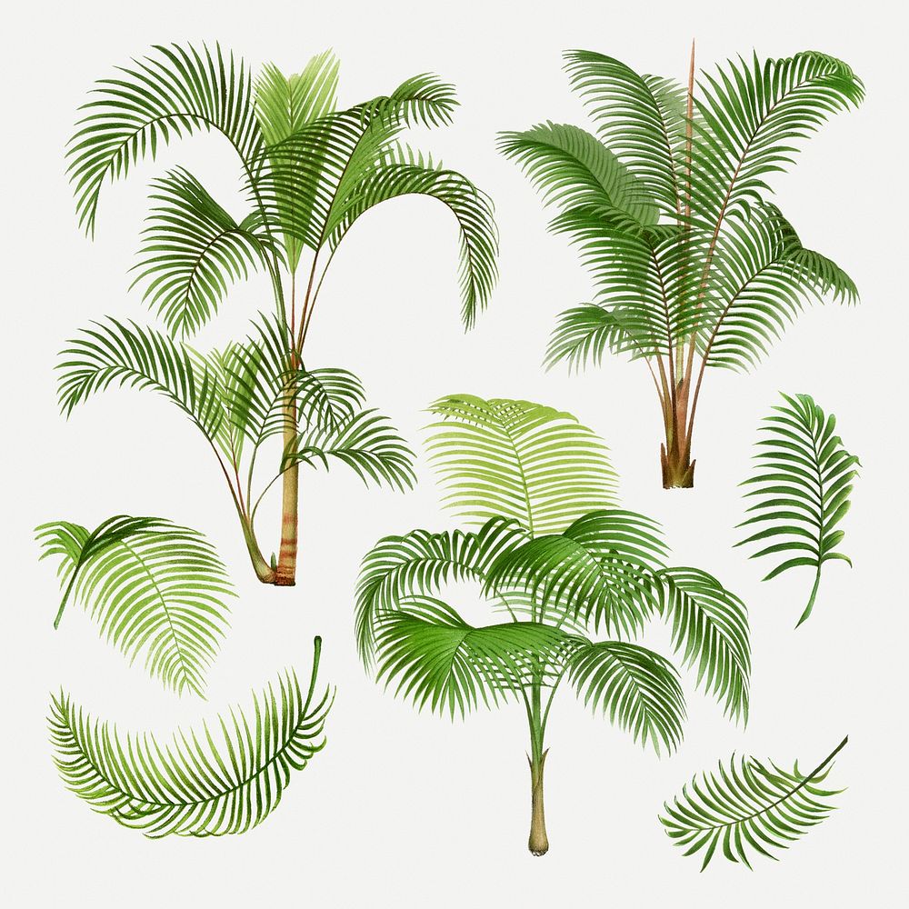 Palm tree set, aesthetic botanical illustration, psd collage elements