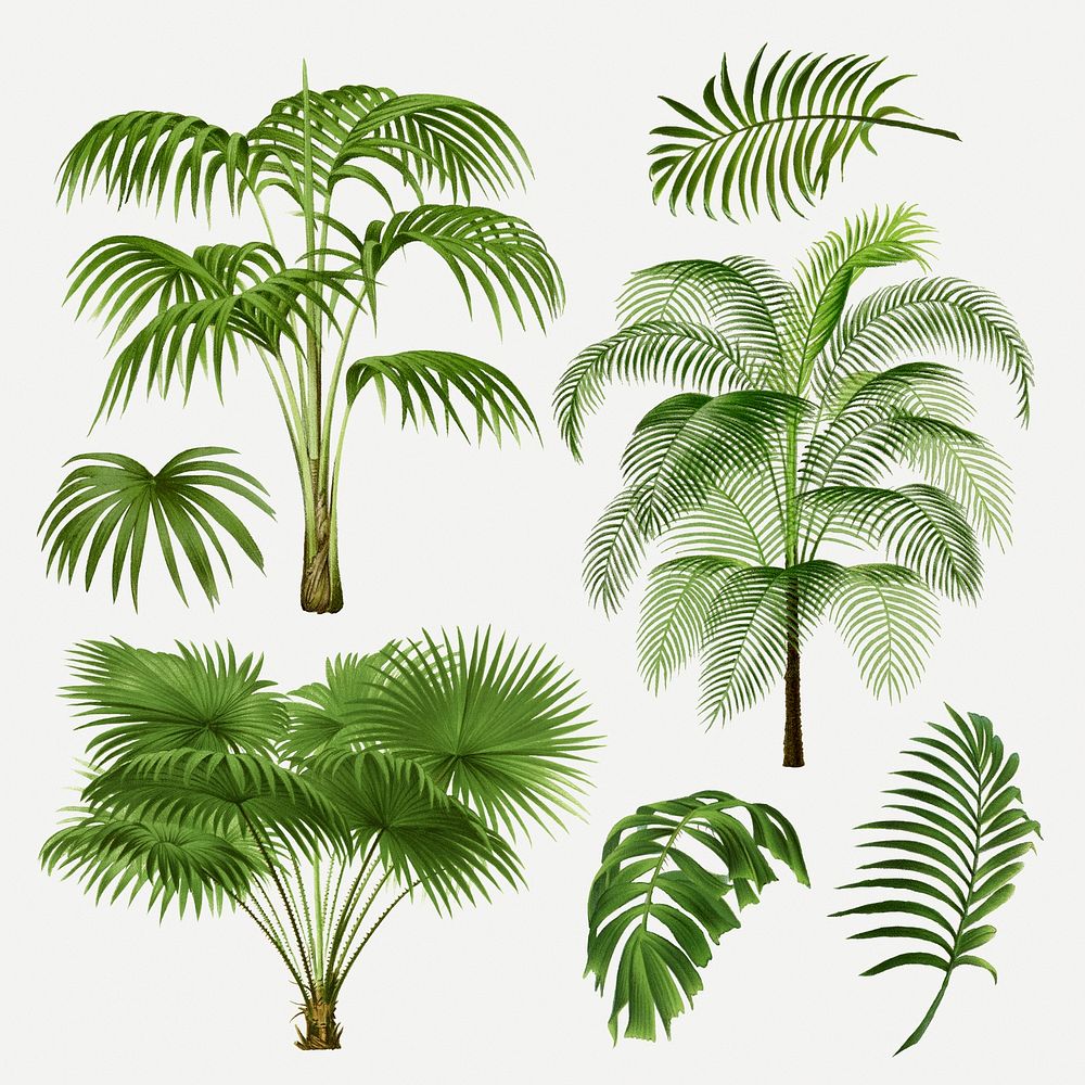 Palm tree set, aesthetic botanical illustration, psd collage elements