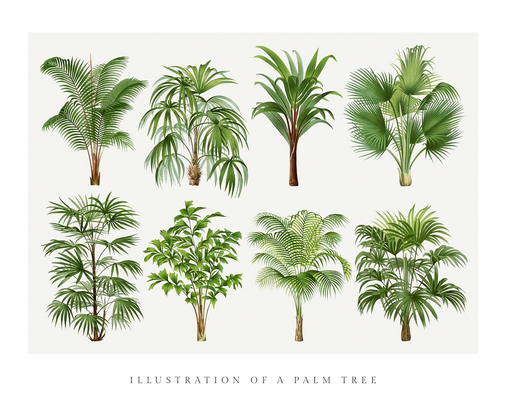 Palm tree art print, vintage illustration, remixed from our own original copy of Les Palmiers Histoire Iconographique…