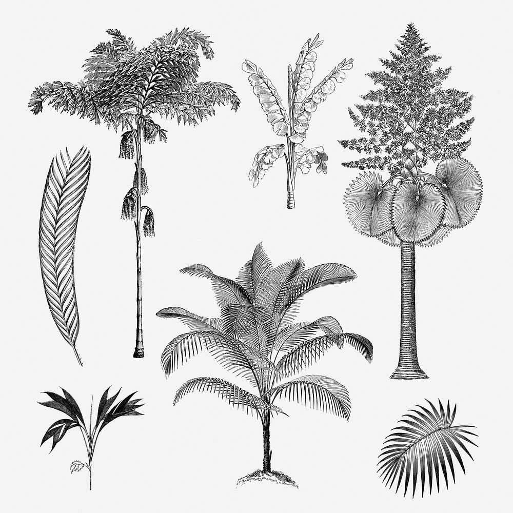 Palm tree clip art, aesthetic botanical illustration, psd collage element set
