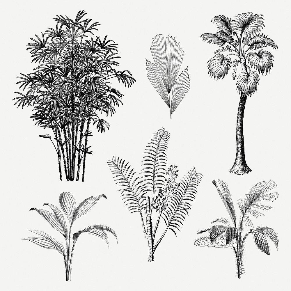 Palm tree clip art, aesthetic botanical illustration, psd collage element set