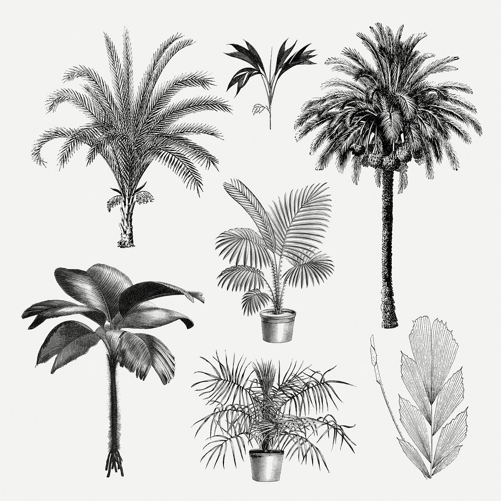 Palm tree clip art, aesthetic botanical illustration, psd collage element set