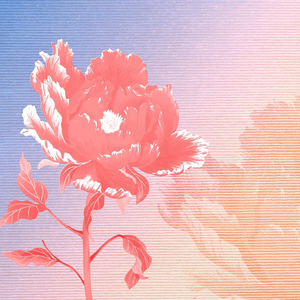 Japanese peony flower border, vintage colorful illustration vector
