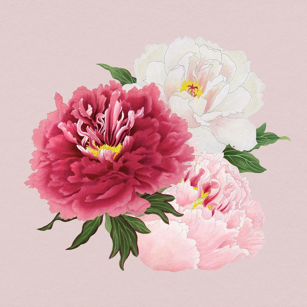 Peony sticker, aesthetic flower clipart, floral & botanical style psd