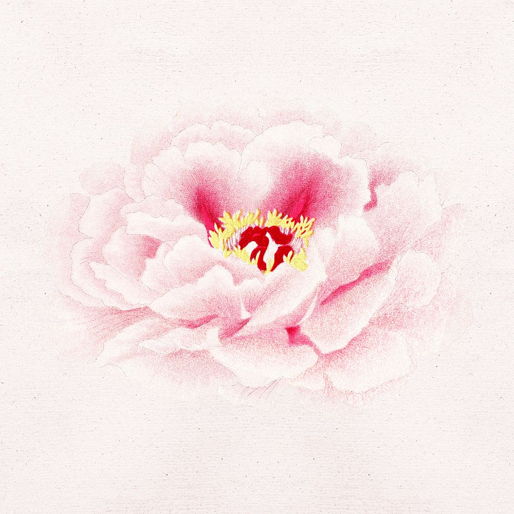 Aesthetic peony flower sticker, floral clipart psd