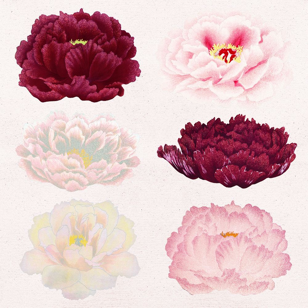 Aesthetic peony flower sticker, floral clipart psd set