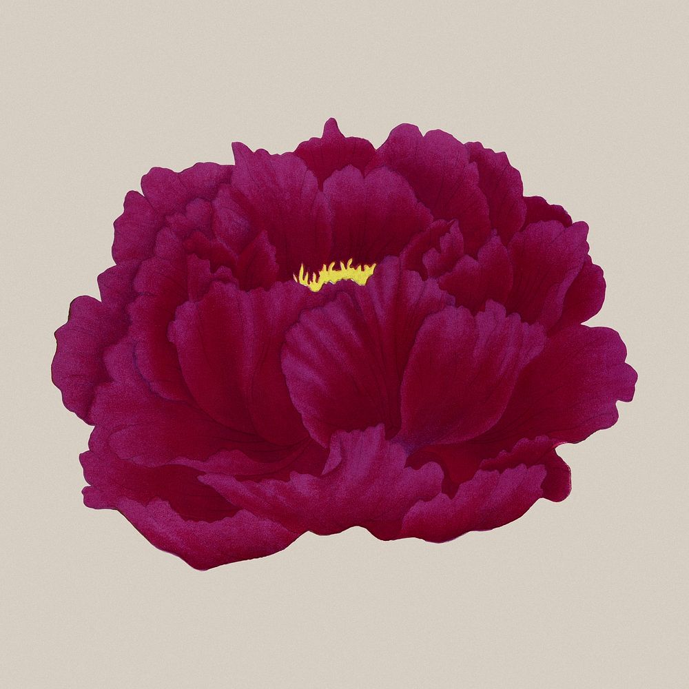 Peony flower clipart, fuchsia botanical floral design psd