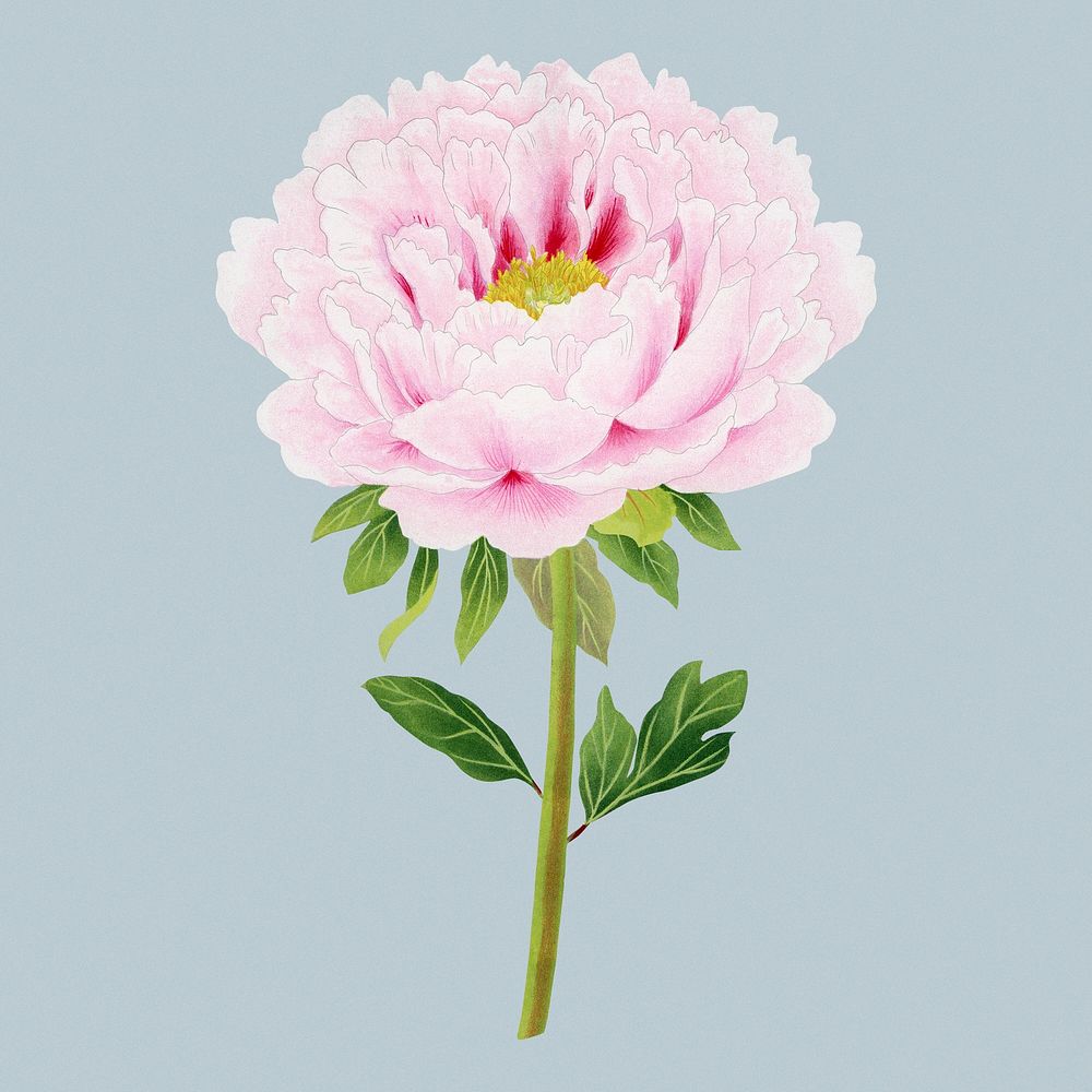 Pink peony sticker, Japanese botanical flower design element psd