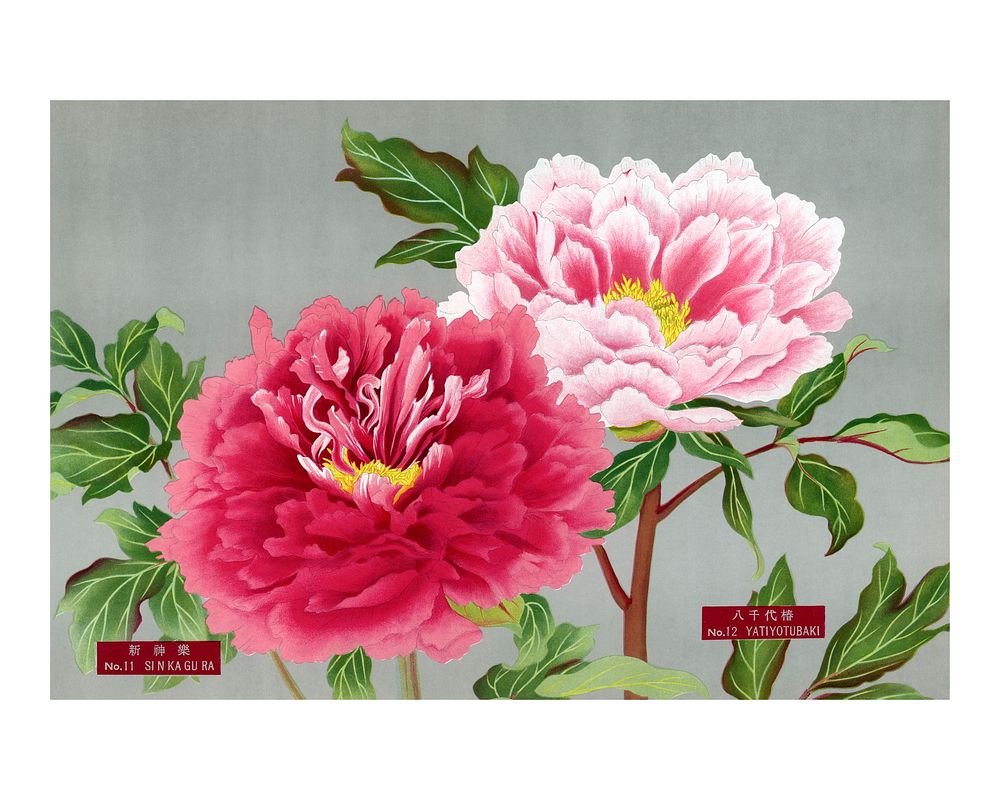 Japanese peony wall decor, aesthetic vintage print