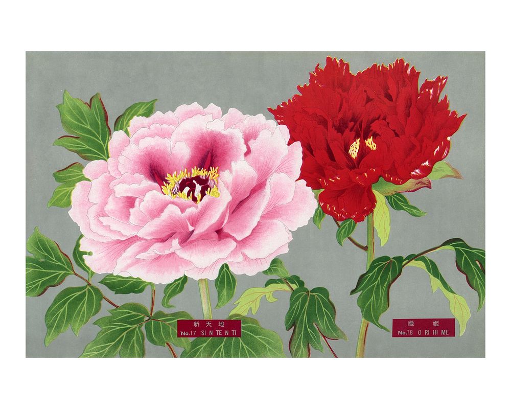 Peony flower art print, vintage Japanese graphic