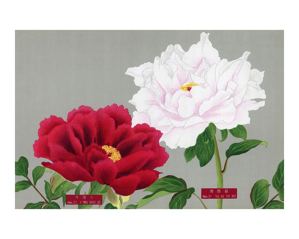 Peony flower art print, vintage Japanese graphic