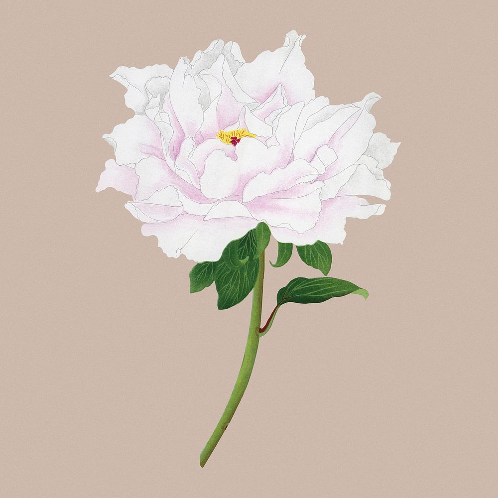 Peony flower clipart, white botanical floral design psd
