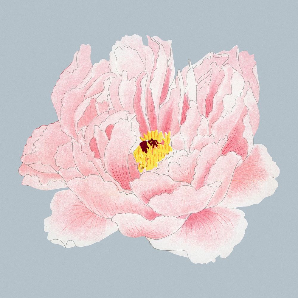 Peony sticker, aesthetic flower clipart, floral & botanical style psd