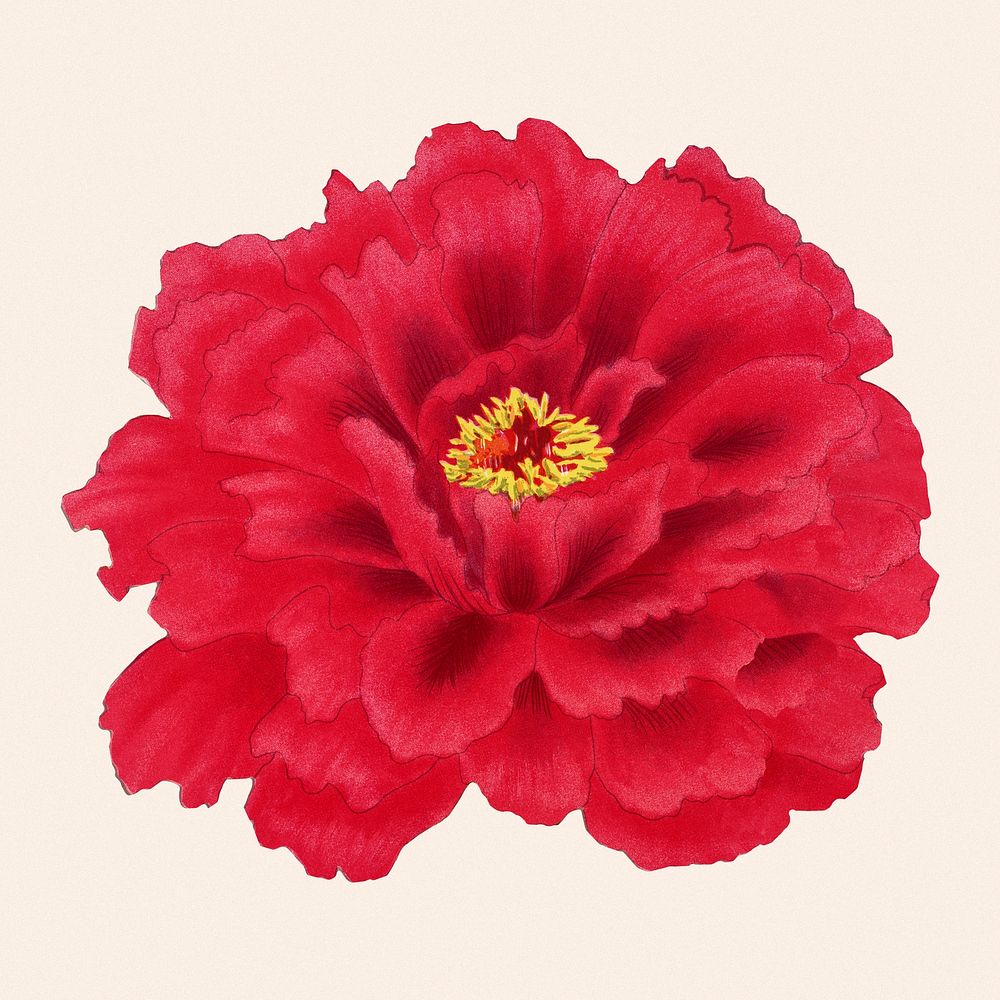Peony flower clipart, red botanical floral design psd