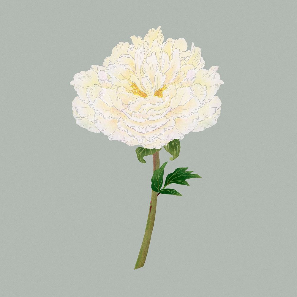 Peony flower clipart, white botanical floral design psd