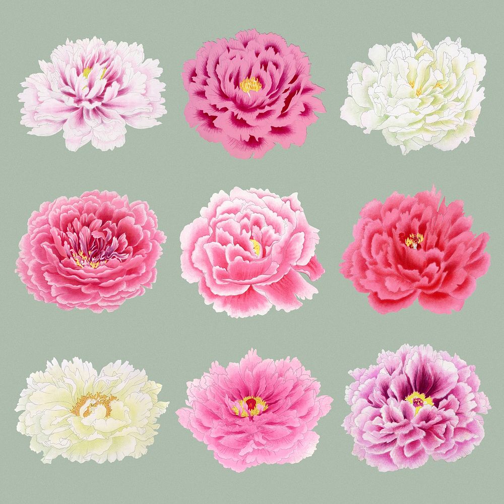 Pink peony sticker, Japanese botanical flower design element psd set