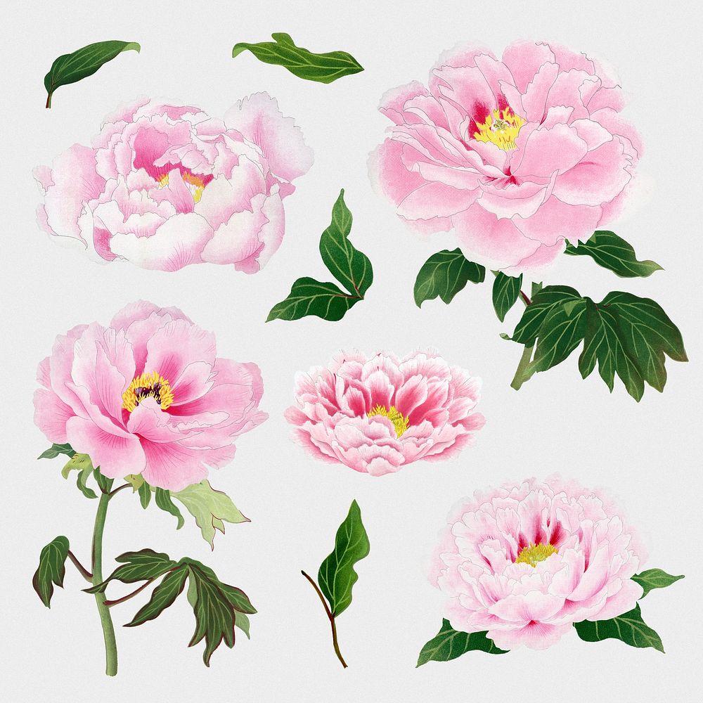 Peony flower clipart, pink botanical floral design psd set