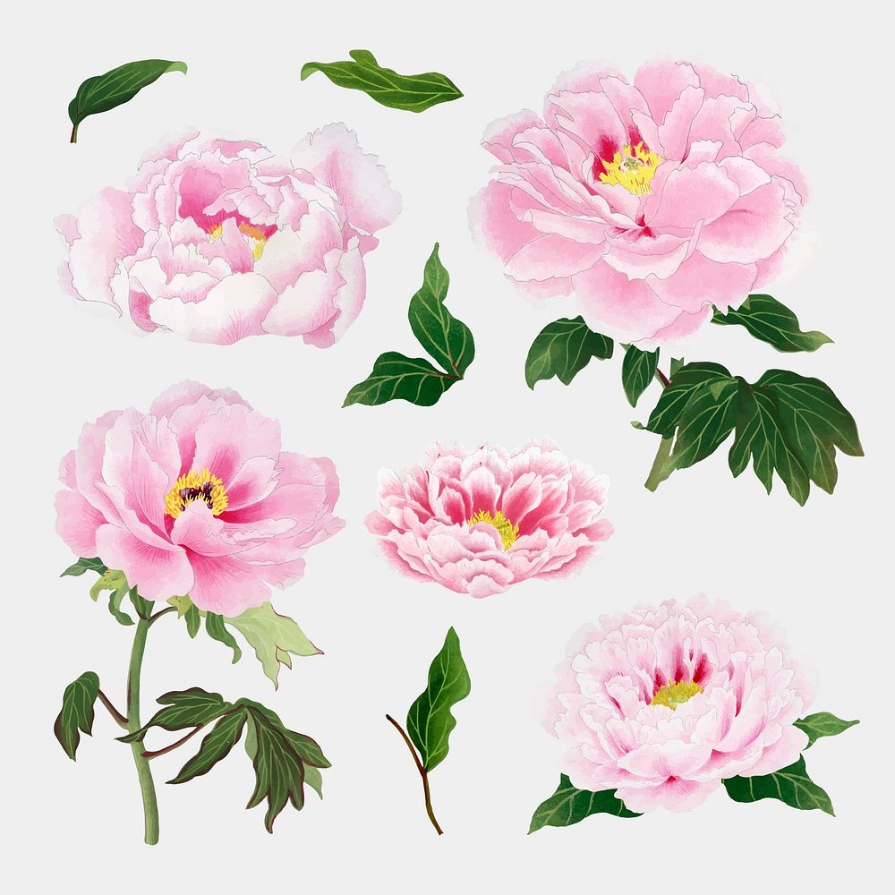 Peony flower clipart, pink botanical floral design vector set