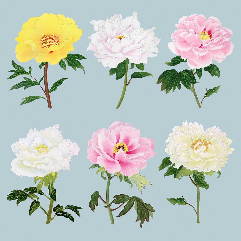 Peony sticker, aesthetic flower clipart, floral & botanical style psd set