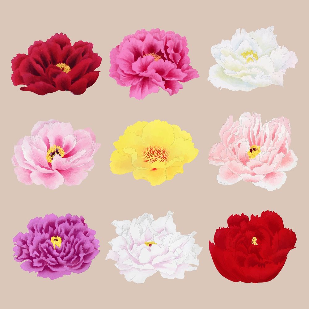 Beautiful peony flower design element, aesthetic botanical style vector set