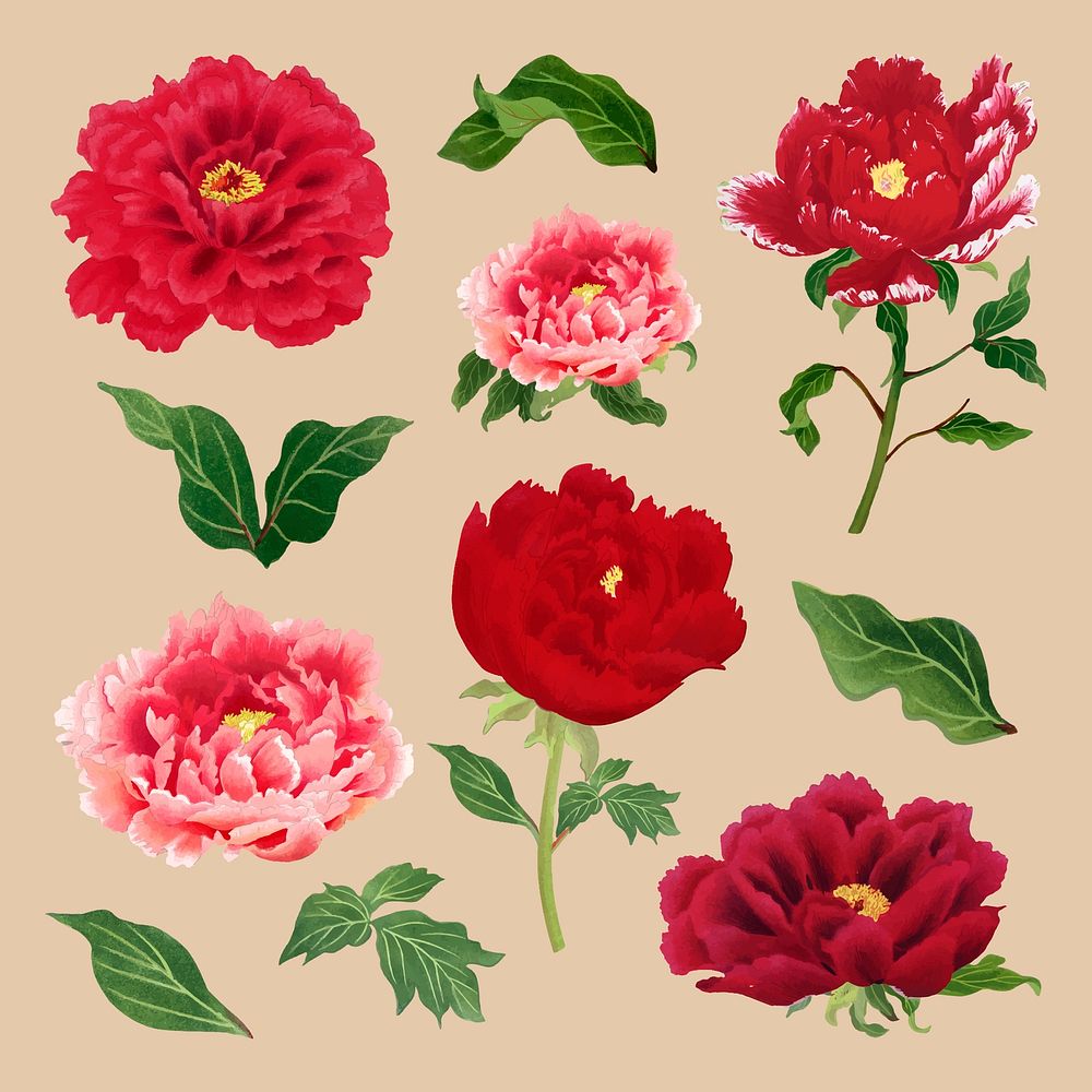 Peony sticker, aesthetic flower clipart, floral & botanical style vector set