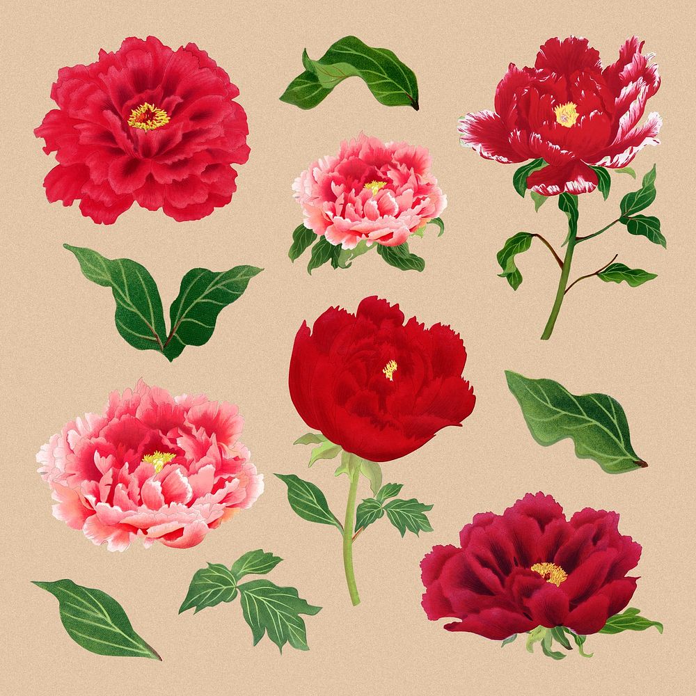 Peony flower clipart, red botanical floral design psd set