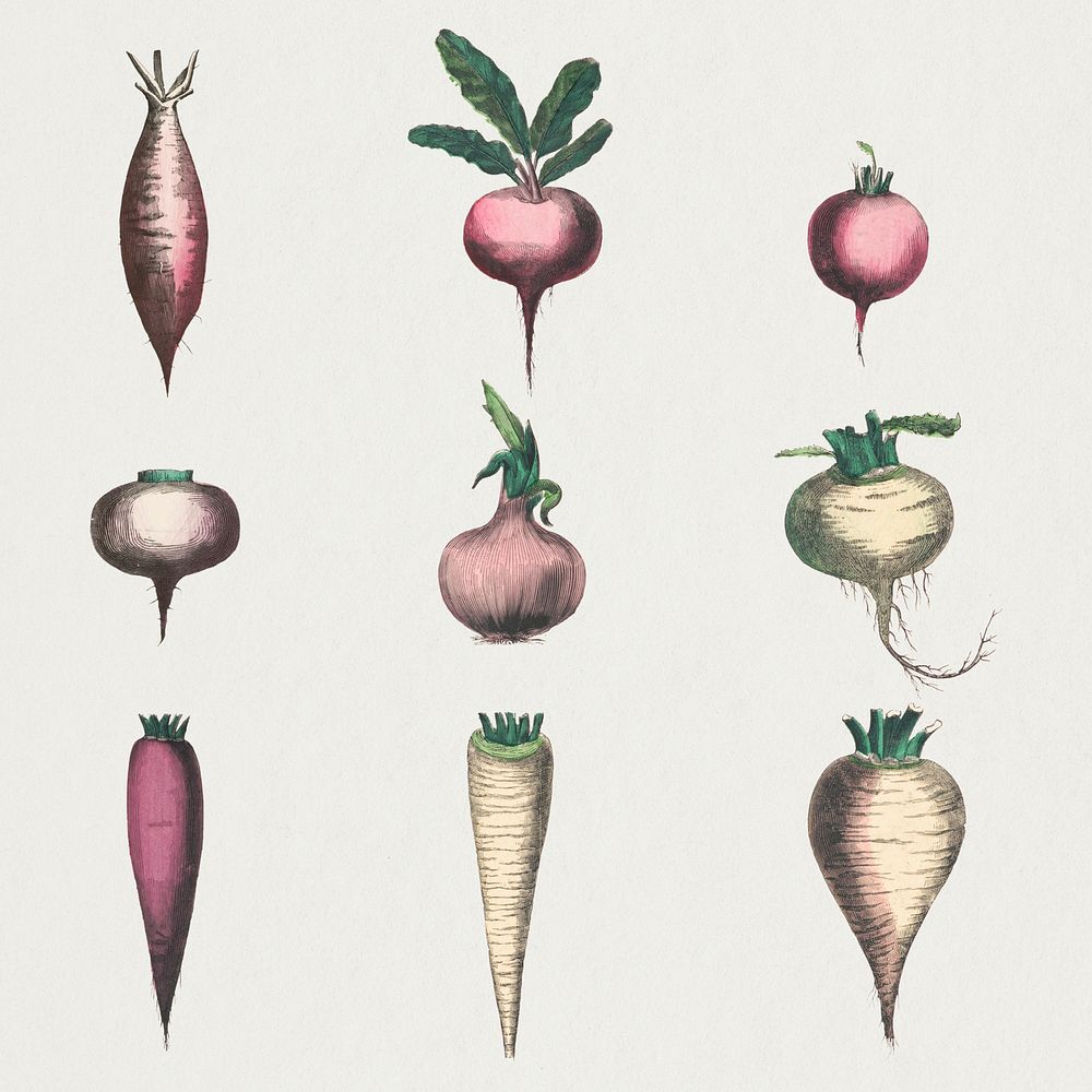 Root vegetable psd set, remix from artworks by by Marcius Willson and N.A. Calkins