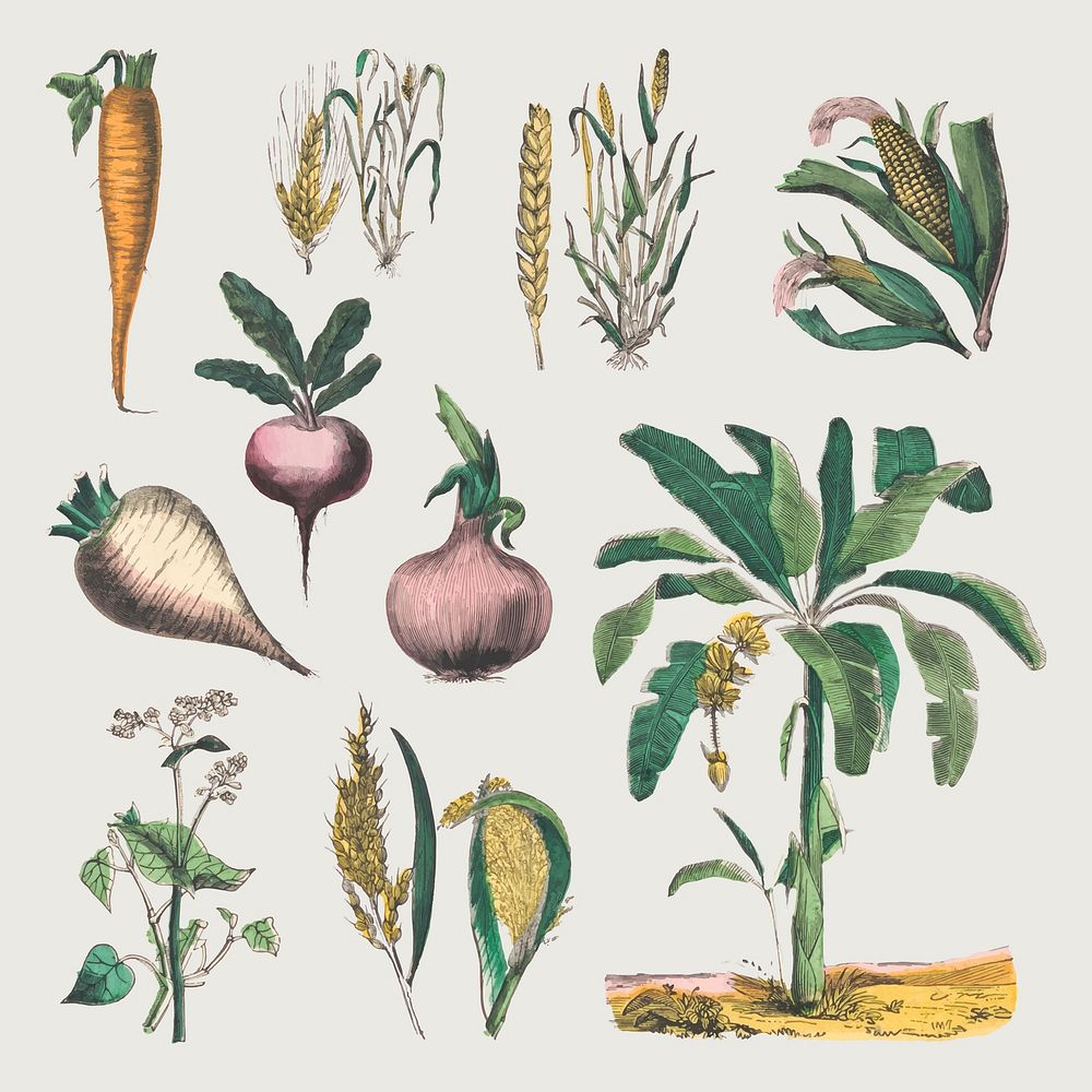 Vintage botanical vector art print set, remix from artworks by by Marcius Willson and N.A. Calkins
