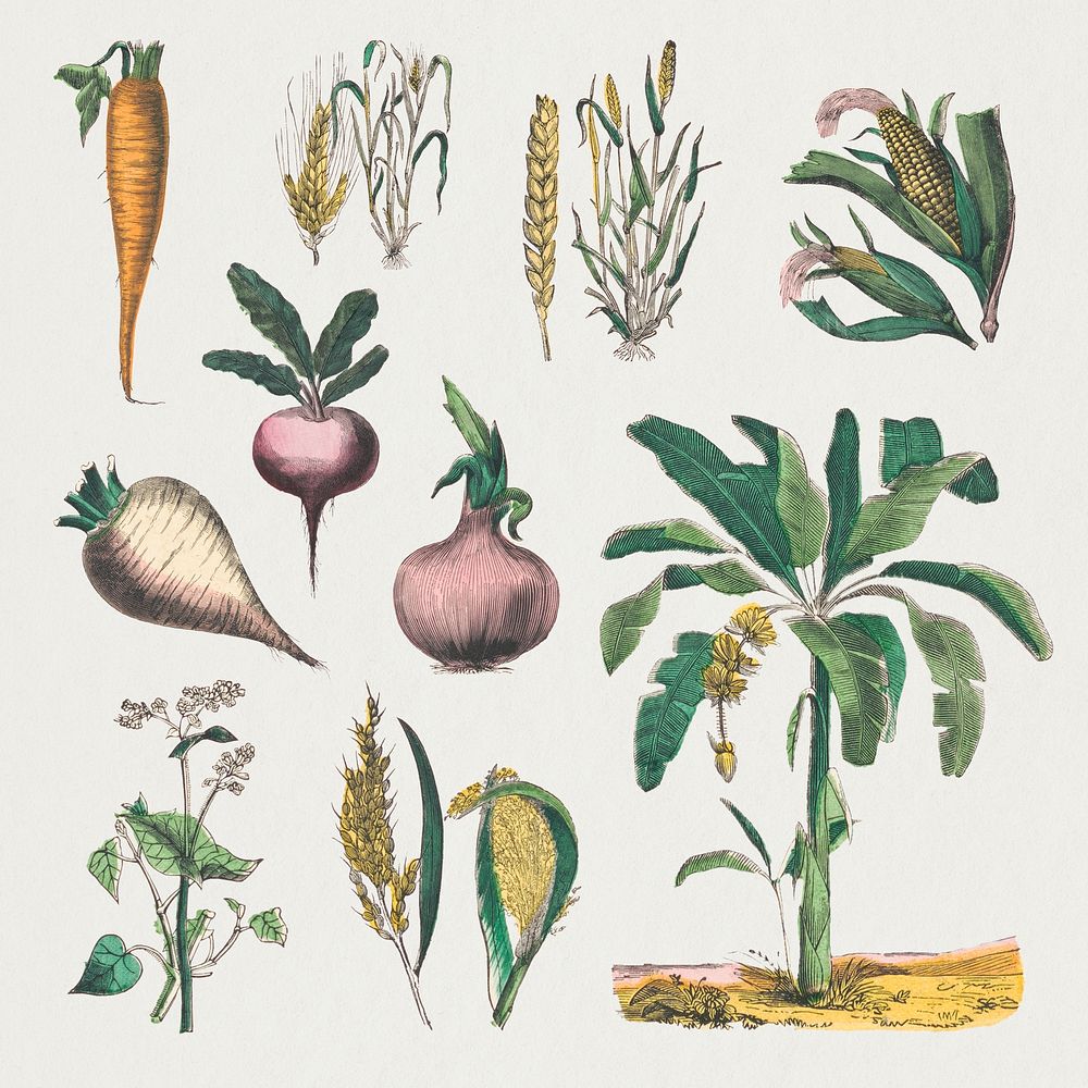 Vintage botanical psd art print set, remix from artworks by by Marcius Willson and N.A. Calkins