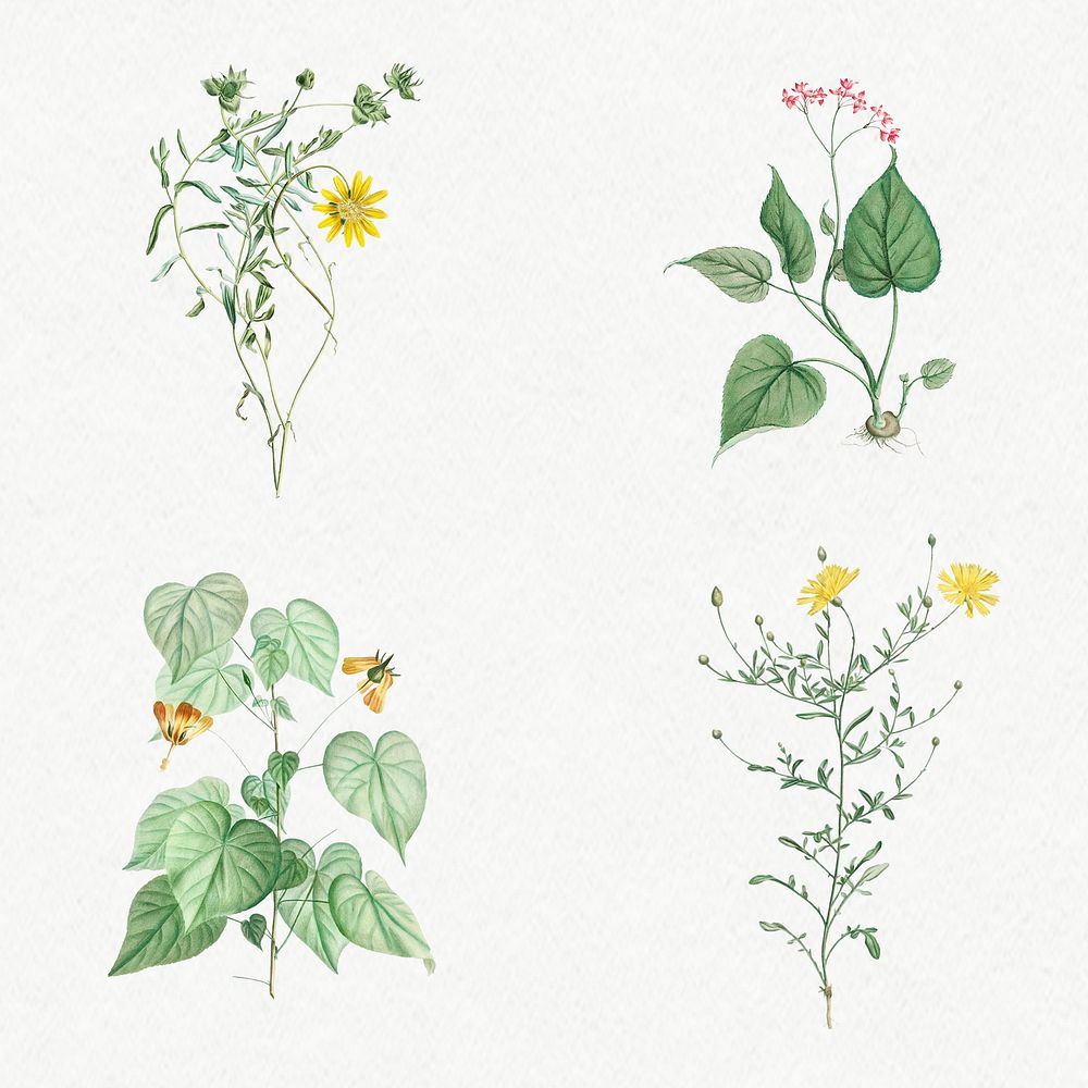 Set of antique botanical leaves illustration