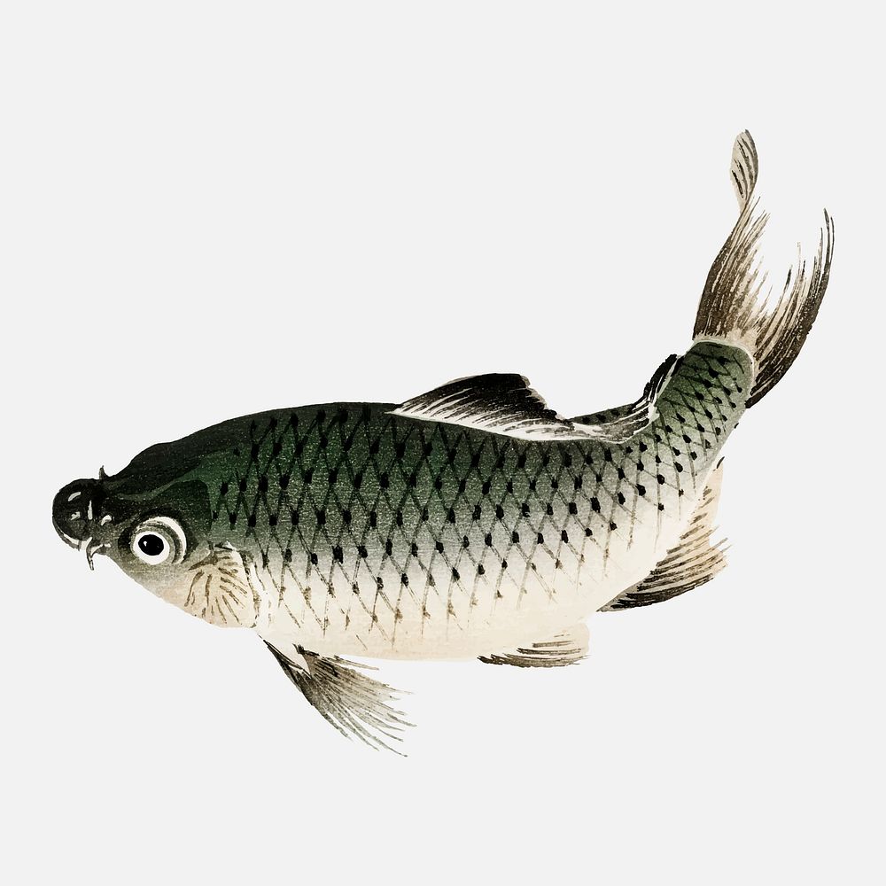 Carp by Kōno Bairei (1844-1895). Digitally enhanced from our own original 1913 edition of Bairei Gakan.