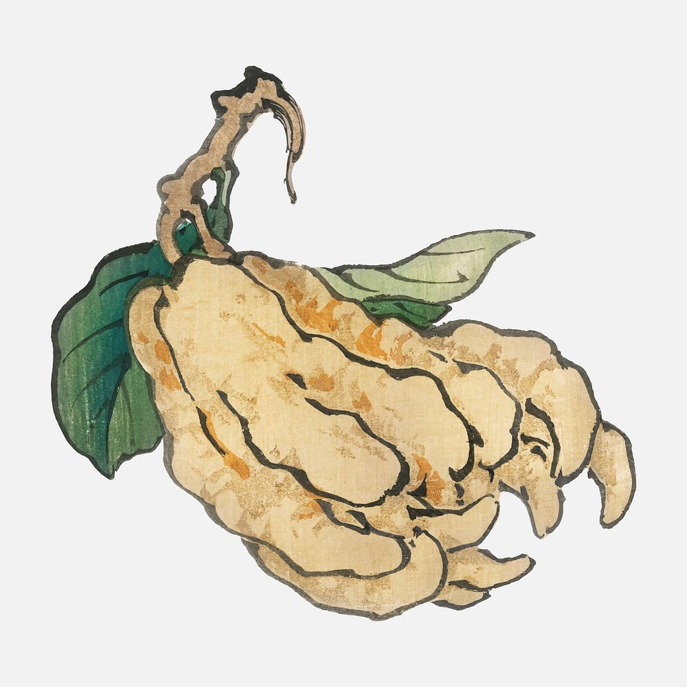 Etrog by Kōno Bairei (1844-1895). Digitally enhanced from our own original 1913 edition of Bairei Gakan.