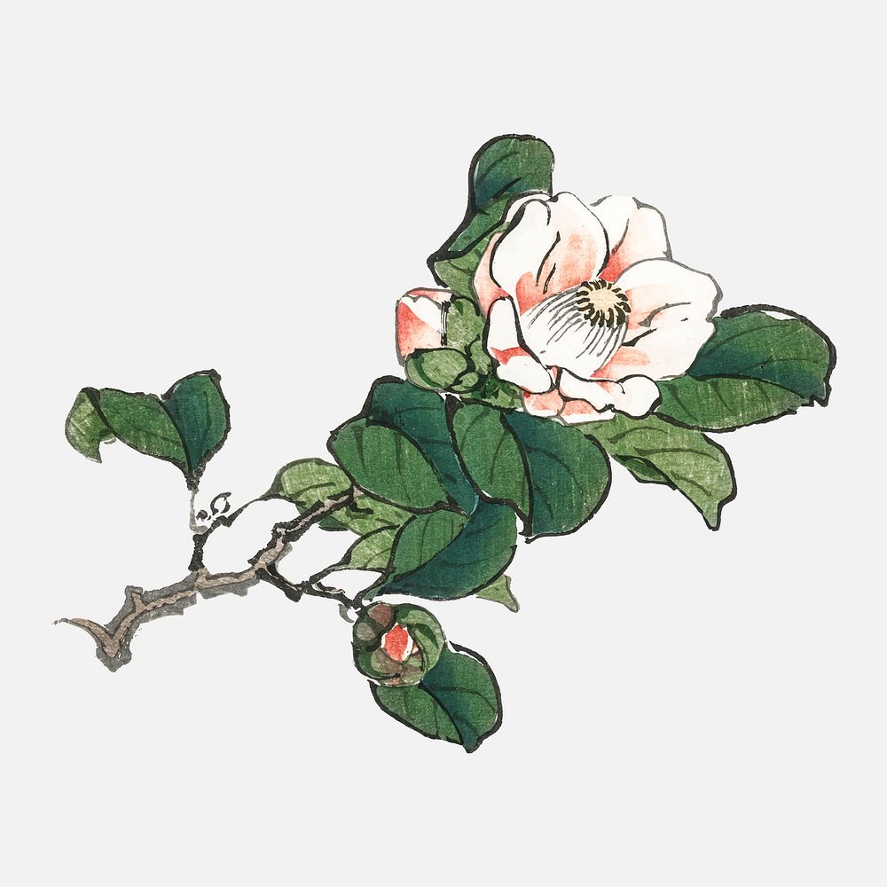 Camelia by Kōno Bairei (1844-1895). | Premium Vector Illustration ...