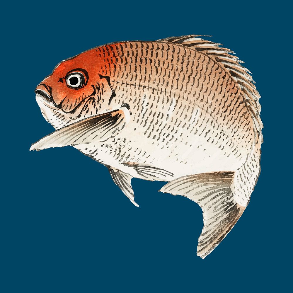 Tai (Red Seabream) fish by Kōno Bairei (1844-1895). Digitally enhanced from our own original 1913 edition of Bairei Gakan.