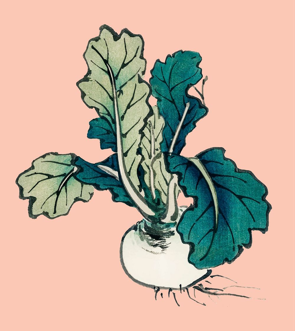 Radish by Kōno Bairei (1844-1895). Digitally enhanced from our own original 1913 edition of Bairei Gakan.