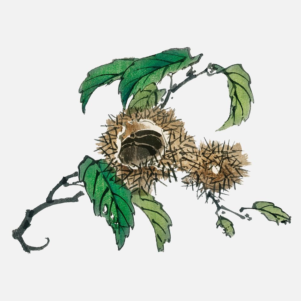 Chestnut by Kōno Bairei (1844-1895). Digitally enhanced from our own original 1913 edition of Bairei Gakan.