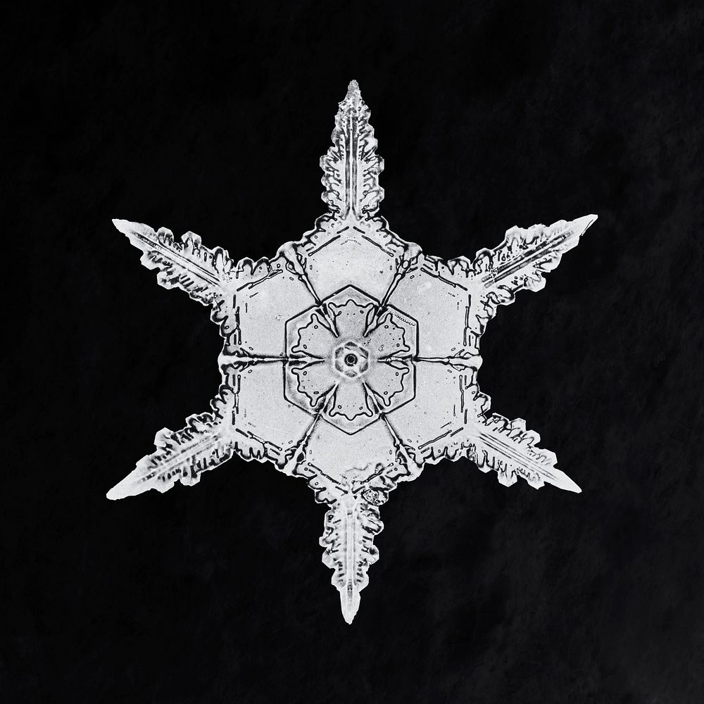 Wilson Bentley's Snowflake 342 (ca. 1890) detailed photograph of snowflakes in high resolution by Wilson Alwyn Bentley.…