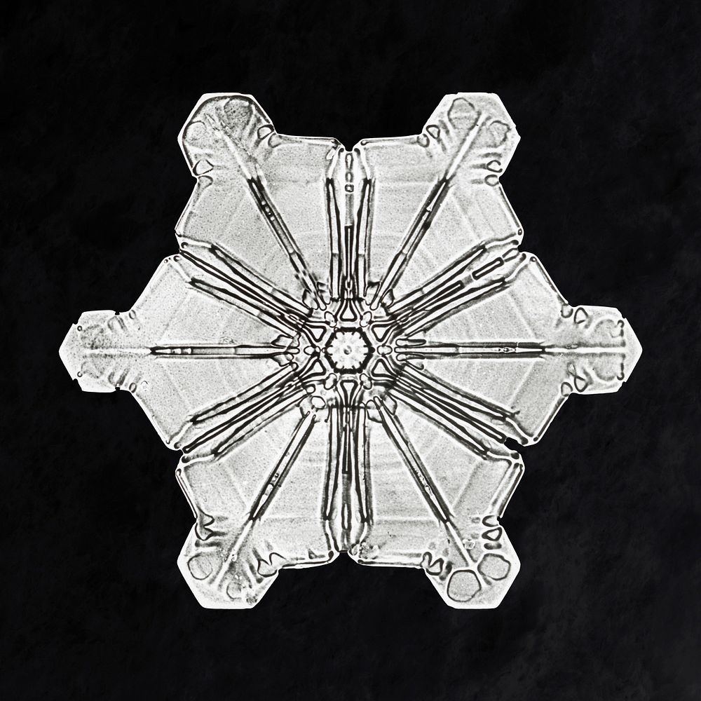 Wilson Bentley's Snowflake 976 (ca. 1890) detailed photograph of snowflakes in high resolution by Wilson Alwyn Bentley.…