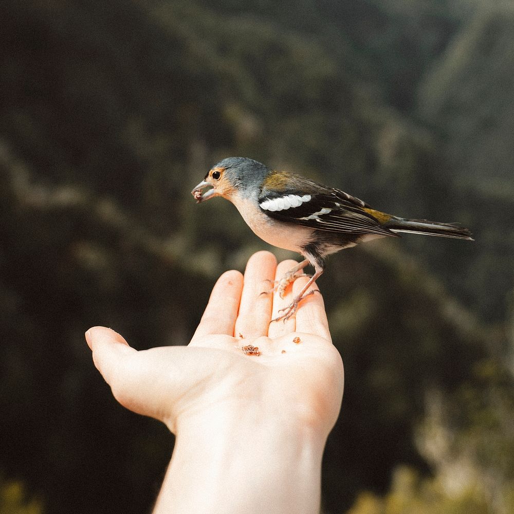 Tiny wild bird eating seeds out of a man's hand