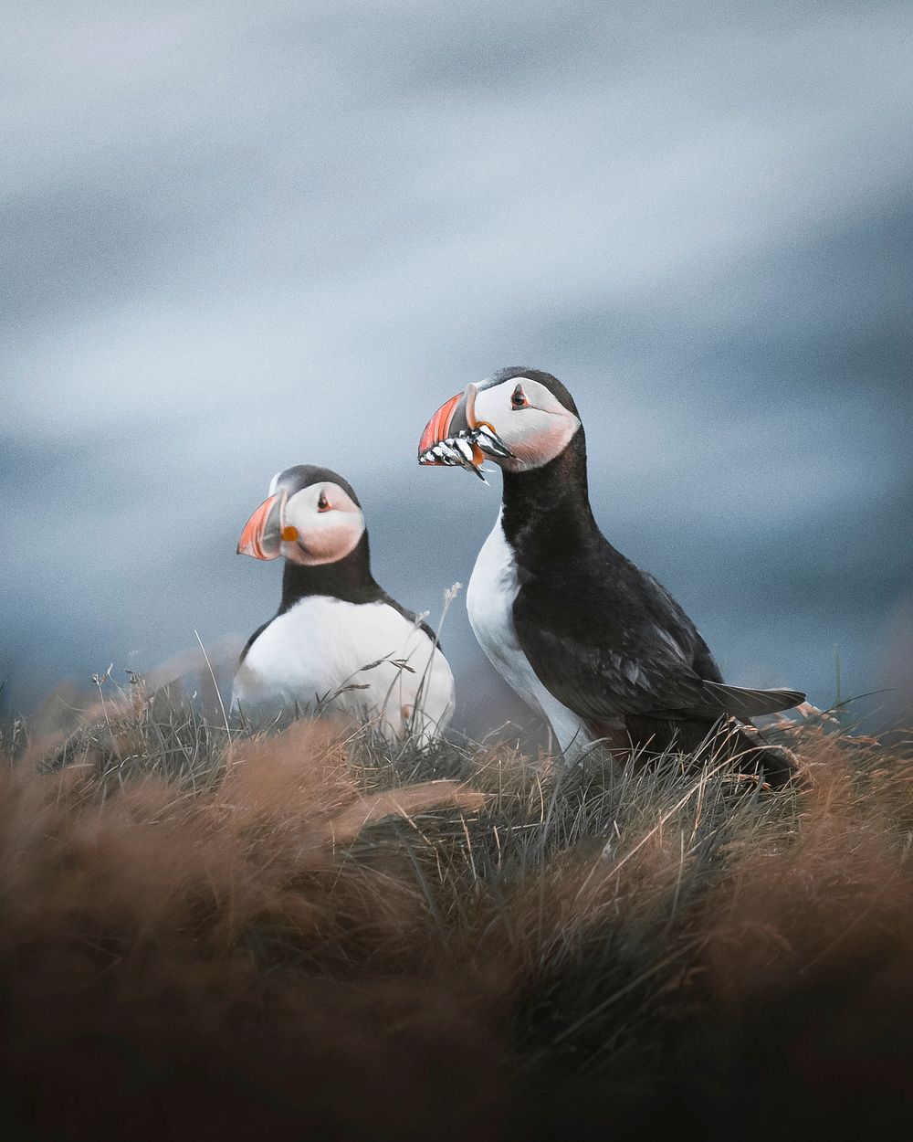 Cute puffin birds in the grass of Iceland