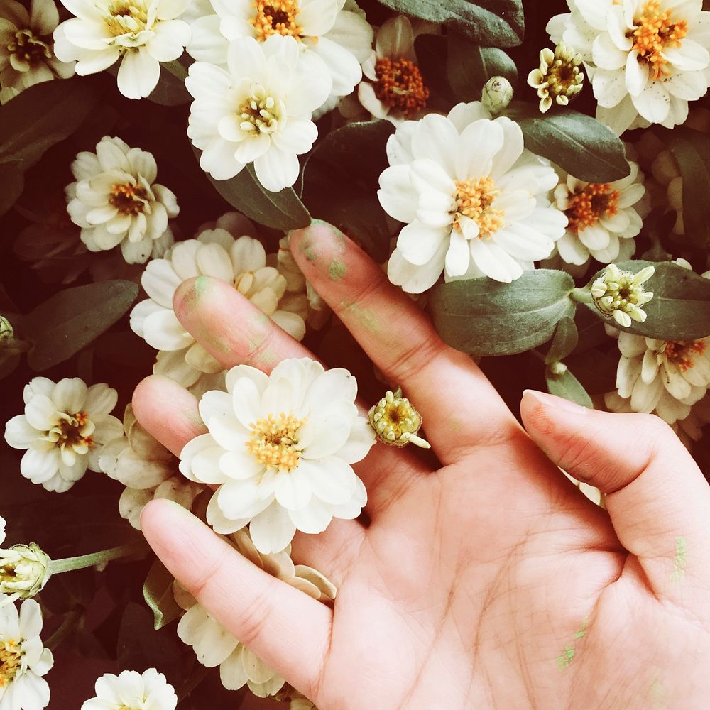 Aerial view of hand touching white flowers