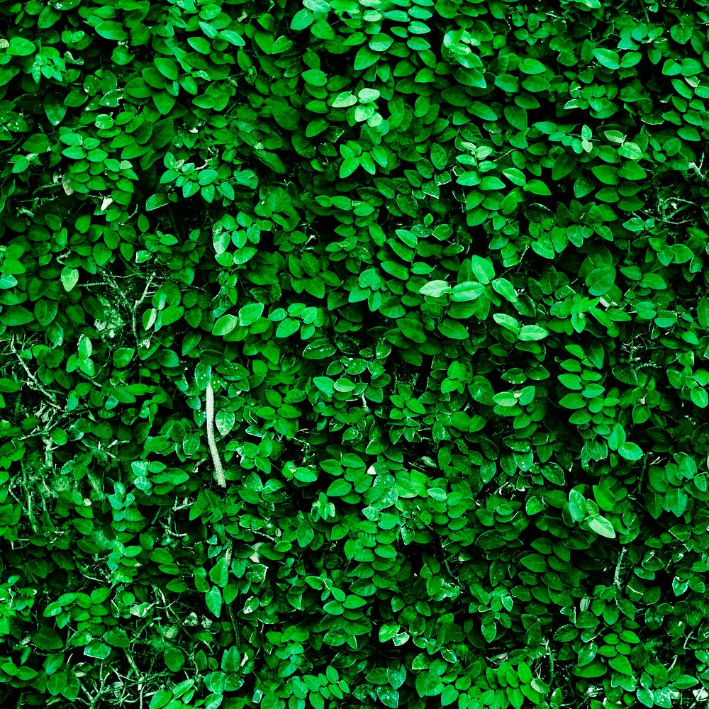 Fresh green bush textured background